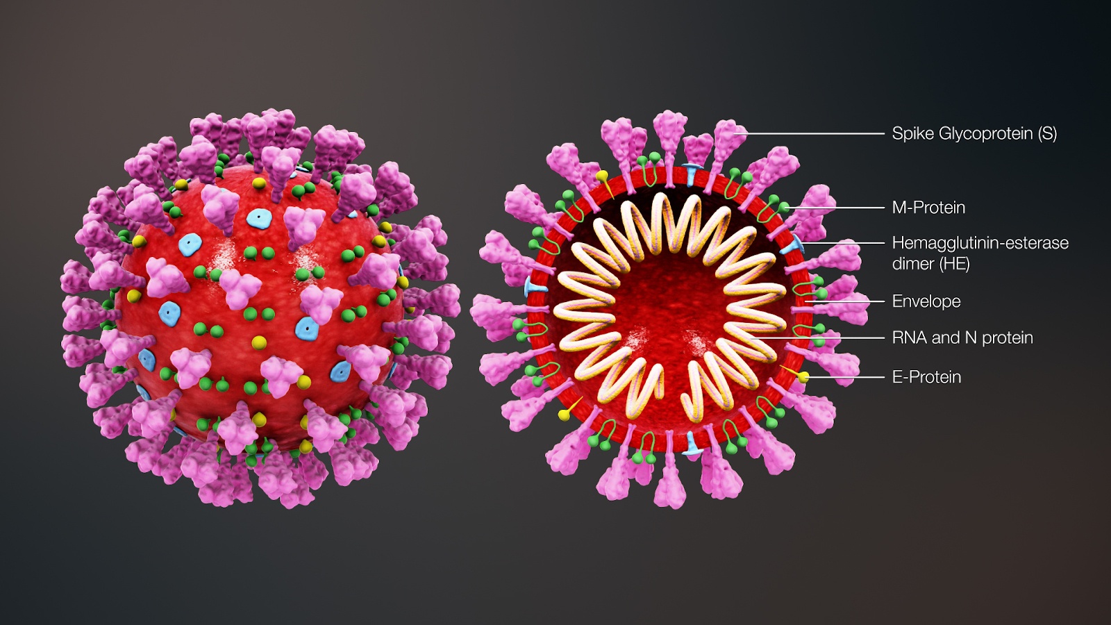 3D-medical-animation-coronavirus-structure