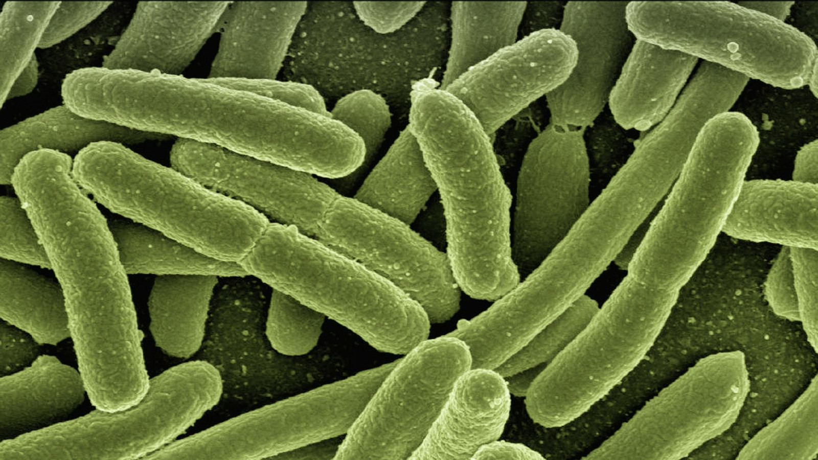 Un om = un genom + un microbiom